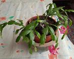 Kerstcactus die een speciale kleur van bloemen geeft, Huis en Inrichting, Kamerplanten, Ophalen of Verzenden