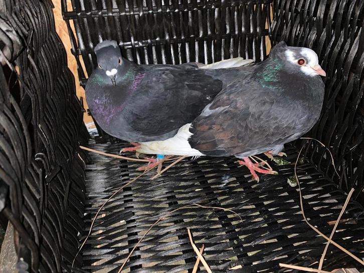 Duiven te koop, Animaux & Accessoires, Oiseaux | Pigeons