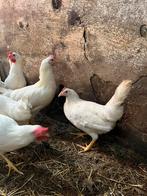Jonge leghorn kippen te koop, Dieren en Toebehoren, Vrouwelijk, Kip