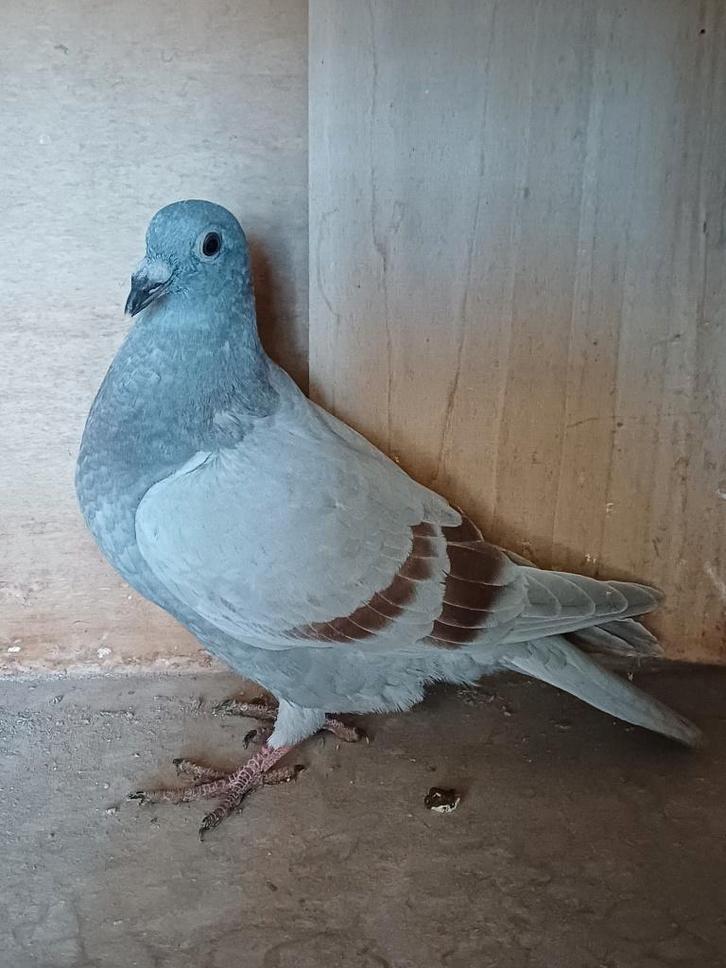 Te koop: duiven met goede stamkaart, Animaux & Accessoires, Oiseaux | Pigeons, Pigeon voyageur, Plusieurs animaux