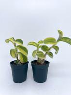 Tradescantia sillamontana, Plante verte, Enlèvement ou Envoi, Ombre partielle, Moins de 100 cm