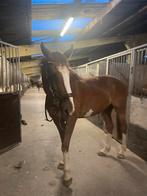 Allround paard te koop. Blue Velvet DW Z, Dieren en Toebehoren, Ruin, Niet van toepassing, 165 tot 170 cm, 11 jaar of ouder