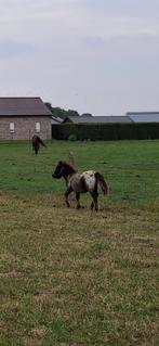 Shetland merrieveulen, Dieren en Toebehoren, Merrie