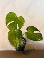 Monstera Thai Constellation, Overige soorten, Minder dan 100 cm, Groene kamerplant, Halfschaduw