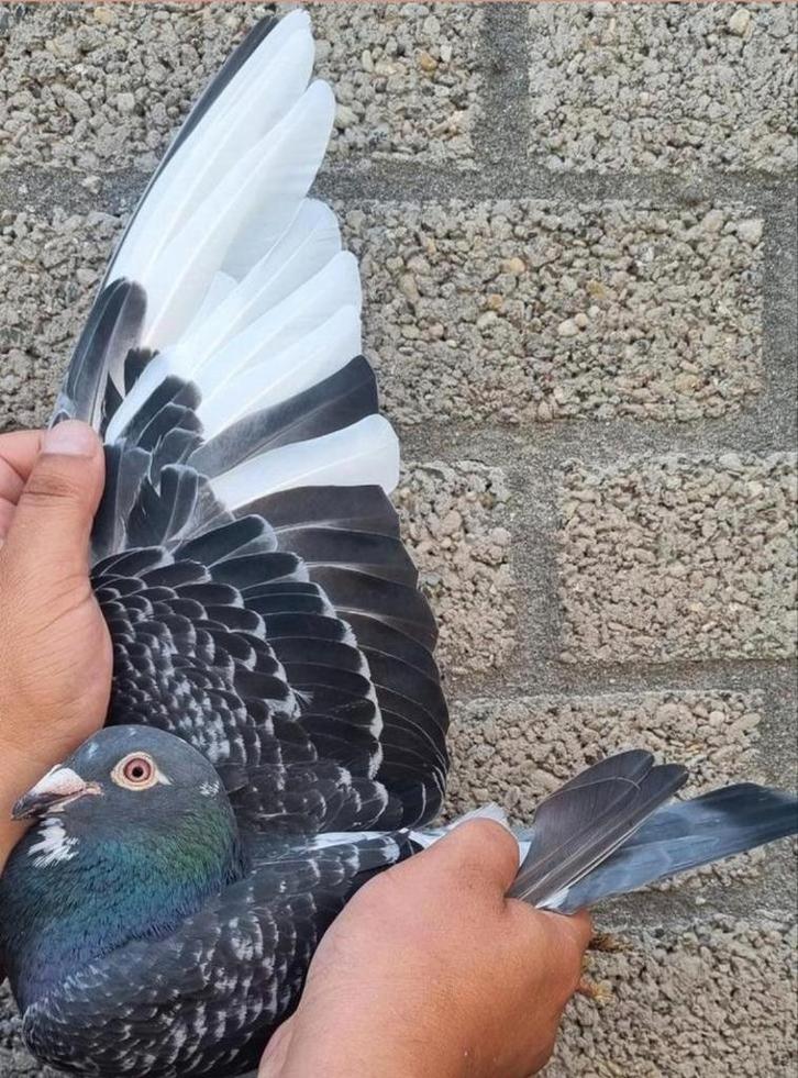 Postduif Super Zoon "NIEK" + Dochter., Dieren en Toebehoren, Vogels | Duiven, Postduif, Mannelijk