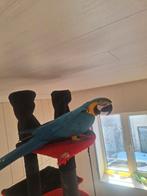 Blauwgele ara, Animaux & Accessoires, Oiseaux | Perruches & Perroquets, Domestique