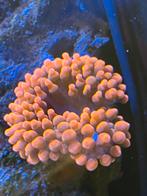 Coraux koraal anémone quadricolor, Animaux & Accessoires, Poissons | Aquariums & Accessoires