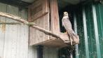 Saker valk Wijf, Dieren en Toebehoren, Vogels | Overige Vogels, Vrouwelijk, Roofvogel, Geringd