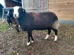 Zwartbles ram te koop, Mannelijk, Schaap, 0 tot 2 jaar