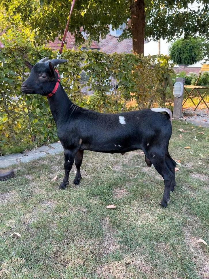 Zwarte bok met witte vlekjes, Dieren en Toebehoren, Schapen, Geiten en Varkens