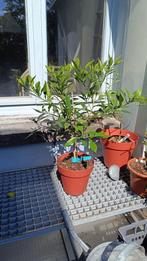 Citrus Ichangquat 672, Ophalen, Citroenboom