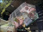 Cage zolux pour petits rongeurs, Ophalen