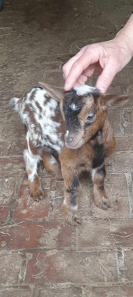 "Een super kleintje", Dieren en Toebehoren, Schapen, Geiten en Varkens, Geit, 0 tot 2 jaar