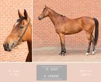 Paarden zoeken nieuwe thuis, Gechipt, Zadelmak, 3 tot 6 jaar, 160 tot 165 cm