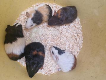 Cavia beschikbaar voor biedingen