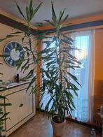 Mooie kamerplanten - Dracaena fragrans (drakenplant) 250cm, Enlèvement