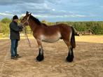 Trekpaard jaarling hengst - PSSM vrij (dubbel negatief), Dieren en Toebehoren, Hengst, Niet van toepassing, Gechipt, 0 tot 2 jaar