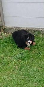 Puppy berner sennen, Dieren en Toebehoren, België, Particulier, Overige rassen, 8 tot 15 weken