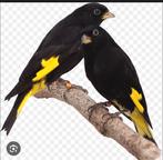 Zwarte sijs, Animaux & Accessoires, Oiseaux | Oiseaux Autre