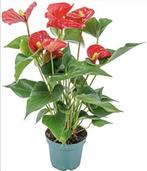 Anthurium, Huis en Inrichting, Kamerplanten, Ophalen, In pot