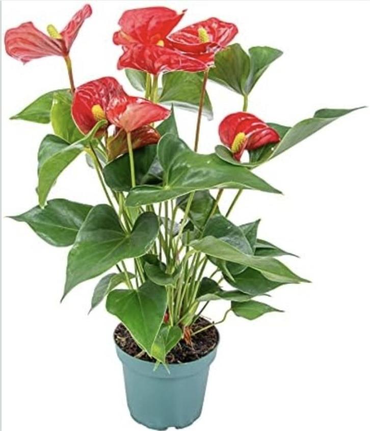 Anthurium, Huis en Inrichting, Kamerplanten, In pot, Ophalen