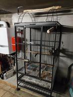 Te koop, Dieren en Toebehoren, Ophalen