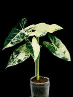 Alocasia Frydek Variegata, Ombre partielle, En pot, Plante à fleurs, Enlèvement ou Envoi