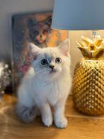Brits korthaar, Dieren en Toebehoren, Kater, Gechipt, 0 tot 2 jaar