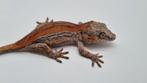 Rhacodactylus Auriculatus Gargoyle gekko