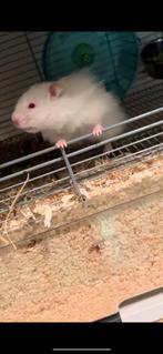 Hamsters zoeken nieuw huisje., Dieren en Toebehoren