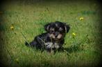 Yorkshire Terrier pups, Dieren en Toebehoren, Yorkshire Terriër, België, Reu, CDV (hondenziekte)