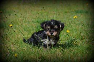 Yorkshire Terrier pups beschikbaar voor biedingen