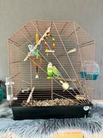 Cage à oiseaux avec deux perruches et fournitures, Animaux & Accessoires, Oiseaux | Cages & Volières, Comme neuf, Enlèvement, Cage à oiseaux