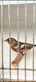 Botvinken, Dieren en Toebehoren, Vogels | Overige Vogels