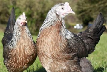 Leghorn Tricolor, Goudpatrijs, Silverhals en Dalmatiër beschikbaar voor biedingen