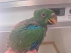 Edelpapegaaien Man en Pop, Dieren en Toebehoren, Vogels | Parkieten en Papegaaien, Geringd