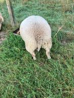 schapen - dekbokken, Dieren en Toebehoren, Mannelijk, Schaap, 0 tot 2 jaar
