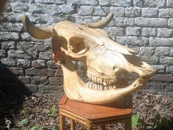 Schedel Rund beschikbaar voor biedingen