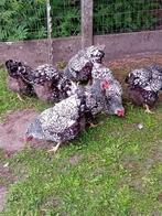 Broedeieren wyandotte zilver zwart groothoender, Meerdere dieren, Kip