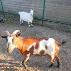 2 dwerggeitjes, Dieren en Toebehoren, Schapen, Geiten en Varkens, Meerdere dieren, Geit, 6 jaar of ouder
