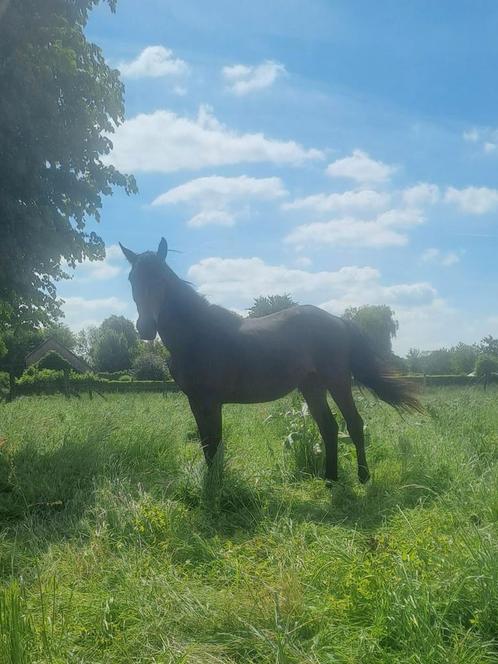2 jaarse merrie, Dieren en Toebehoren, Paarden, Merrie, Onbeleerd, 165 tot 170 cm, 0 tot 2 jaar, Springpaard, Met stamboom, Gechipt