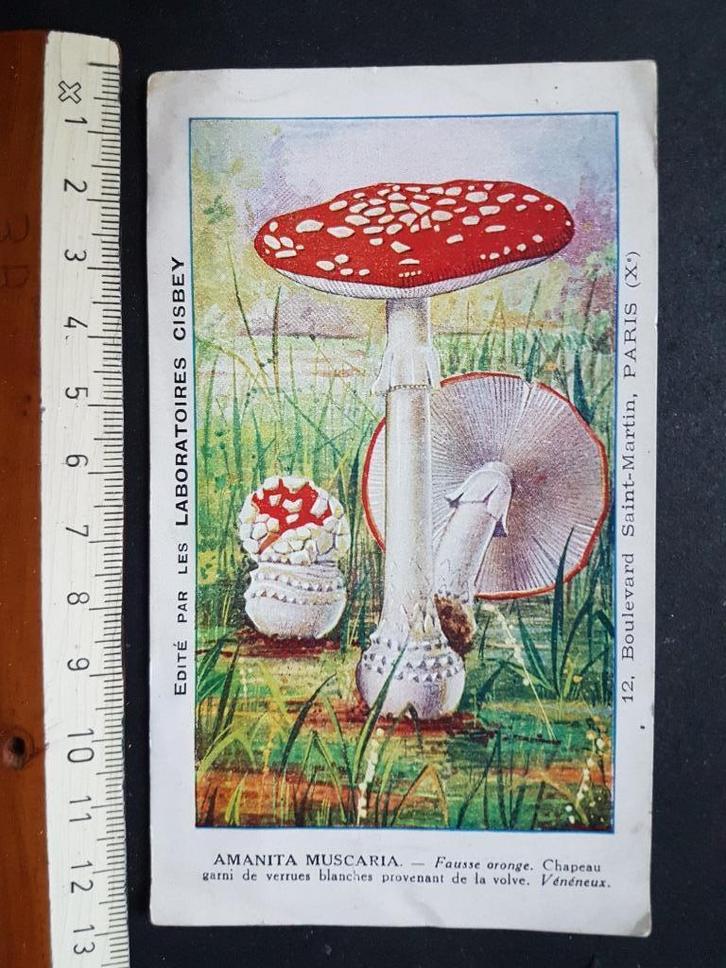 Chromo Tisane Cisbey Laboratoire Paris Paddenstoel, Verzamelen, Foto's en Prenten, Gebruikt, Prent, Natuur, Voor 1940, Ophalen of Verzenden