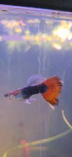 Gratis Guppie mannetjes, Dieren en Toebehoren, Vis, Zoetwatervis