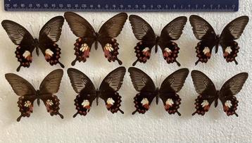8 vlinders voor stolp of kunstwerk, 35 € samen