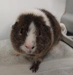 Rex beer lemonagouti bont, Dieren en Toebehoren, Mannelijk, Cavia, Tam