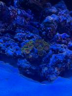 Cocomelon zoanthus koraal., Dieren en Toebehoren