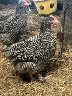 Mechelse koekoek hanen, Dieren en Toebehoren, Mannelijk, Kip