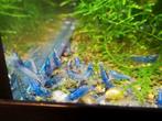 Aura blue (caridina garnalen), Dieren en Toebehoren