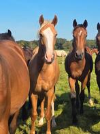 Étalon lusitanien Palomino âgé de 1,5 ans, Étalon, Vermifugé