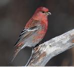 Haakbekken kweekkoppel, Meerdere dieren, Wildzangvogel, Geringd